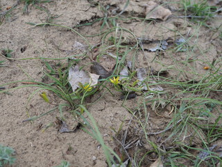 The first spring flowers Goose onions Gagea in the meadow. Yellow flowers of goose onions on blurry background
