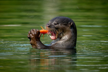 Obraz premium Smooth skin otter