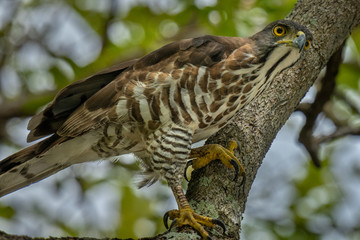 Goshawk