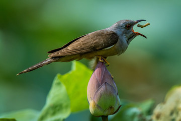 Plaintive cuckoo