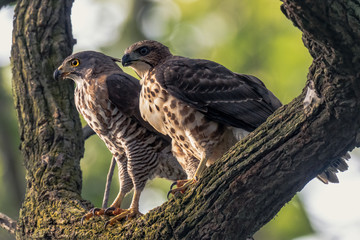 Goshawk mother and child