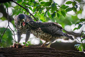 Goshawk feeding