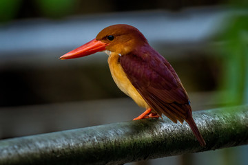 Ruddy kingfisher