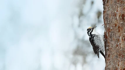 Foto auf Leinwand Three-toed Woodpecker bird on a tree in Oulanka National Park, Finland © Rawpixel.com