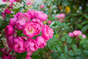 Lovely blooming pink rose isolated on green garden background.