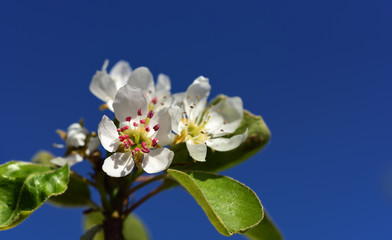 Close-up of a bright white pear blossom against a bright blue sky in spring