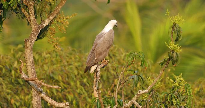 White-bellied sea eagle sits on a Mango tree watching the sea where he can go and find a prey to eat on a late evening near the beach in India