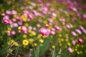 Paper daisy flower blooming. Australian wild flowers