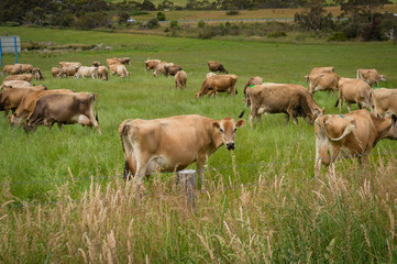 Herd of Jersey cows grazing on paddock farmland - obrazy, fototapety, plakaty