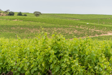 Fototapeta na wymiar Vineyard landscape with rows of grape plants