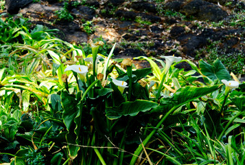 Obraz premium Calla lilys