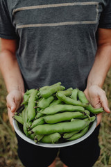 Freshly picked snap peas