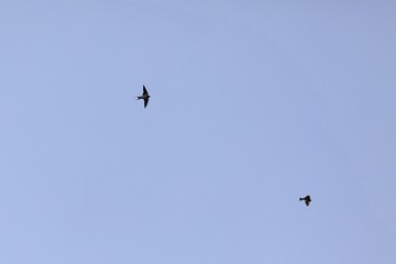 空を飛ぶツバメ