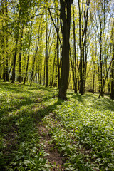 Fototapeta na wymiar Spring forest with wood garlic cover.
