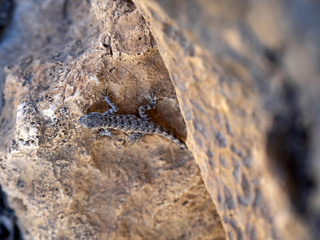 A small gecko in the ruins of the old town of Khor Rori, on a silk path. Oman