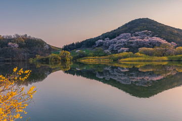 Fototapeta premium Wild cherry blossom blooming spring sunrise