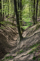 Obraz premium Spring forest with wood garlic cover.