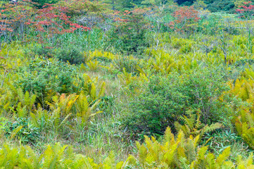 Green fern growing in a field on mountain slope