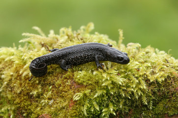 A beautiful Great Crested Newt, Triturus cristatus, on moss in spring.