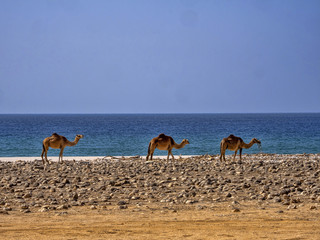 Arabian camel, Camelus dromedarius, on the coast of a large bay. Oman
