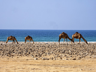 Arabian camel, Camelus dromedarius, on the coast of a large bay. Oman