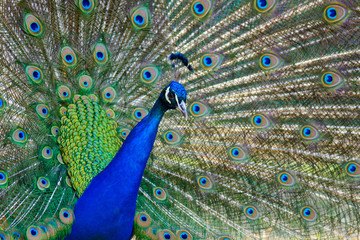 peacock