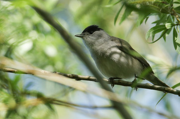 A stunning male Blackcap, Sylvia atricapilla, perching on a branch of a Willow tree in spring. © Sandra Standbridge
