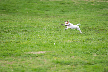 jack russell terrier playing with ball