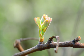 vine bud macro