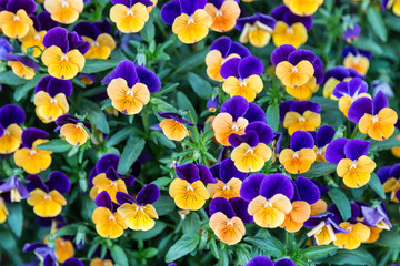 background of violet-yellow blooming violets. Closeup