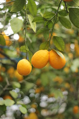 
lemons nature leaves limonaria