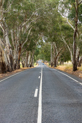 Fototapeta na wymiar Road in countryside with eucalyptus trees. Travel background