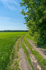 Countryside dirt road along green field and trees