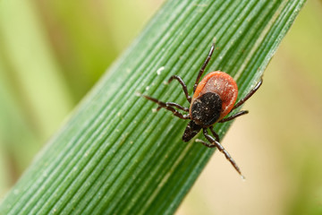 The castor bean tick (Ixodes ricinus) - female on grass . Czech Republic, Europe