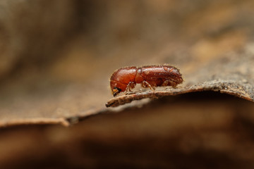 The European spruce bark beetle (Ips typographus) on spruce tree.