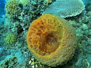 The amazing and mysterious underwater world of Indonesia, North Sulawesi, Manado, sea sponge