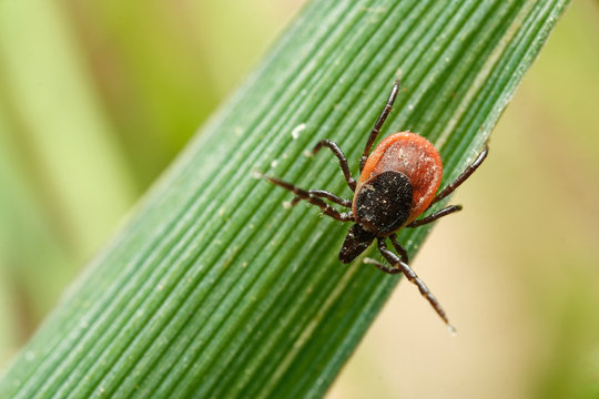 The castor bean tick (Ixodes ricinus) - female on grass . Czech Republic, Europe