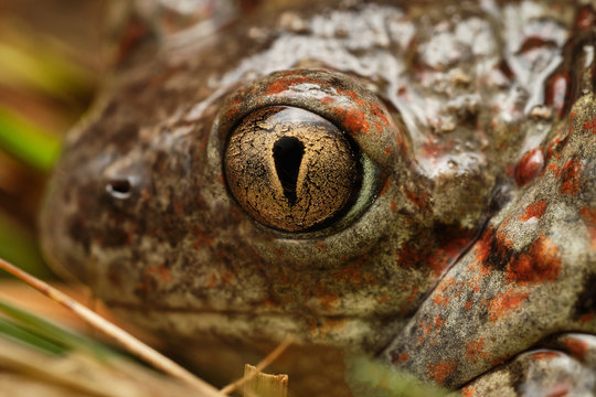 The European common spadefoot (Pelobates fuscus), detail of beautiful eye during night. Czech Republic, Europe