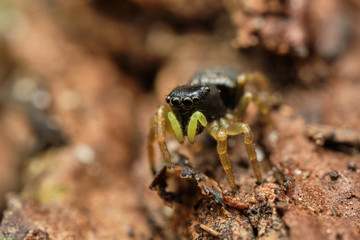The copper sun jumper (Heliophanus cupreus), Czech Republic, Europe