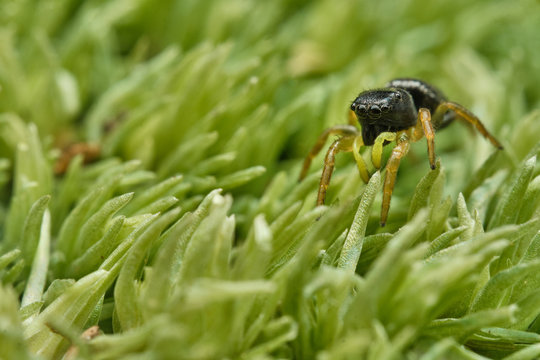 The copper sun jumper (Heliophanus cupreus) and moss
