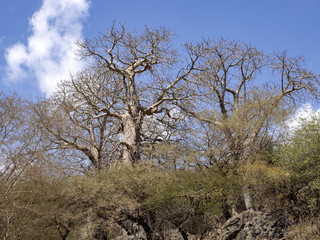 Mysterious Adansonia digitata, family Bombacaceae in rocky wadi Hinna desert. Oman.