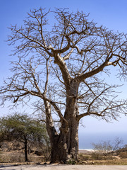 Mysterious Adansonia digitata, family Bombacaceae in rocky wadi Hinna desert. Oman.