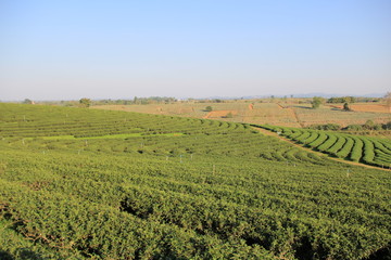Fototapeta na wymiar Tea farm in Thailand