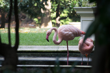 Pink flamingos in a fountain at Villa Invernizzi, a hidden garden in Milano, Italy