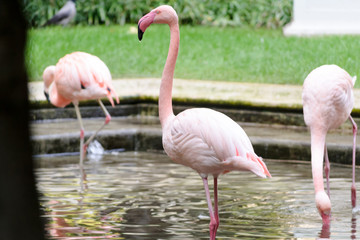 Pink flamingos in a fountain at Villa Invernizzi, a hidden garden in Milano, Italy