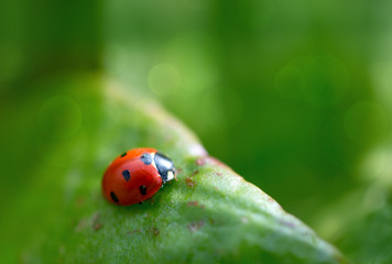 Close up of a ladybug on a green leaf.