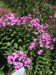 flowers in the garden