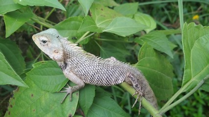 iguana on a branch