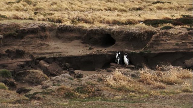 Wide shot of two penguins standing in the shade of on earthen scarp in Patagonia, Chile