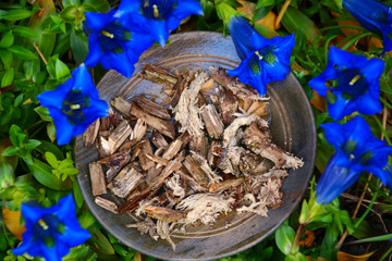 enzianwurzel naturheilkunde